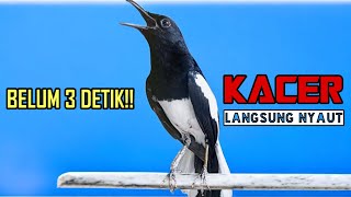 Pancingan Kacer Ngeplong Ini Ampuh Bikin Kacer Bahan Aktif