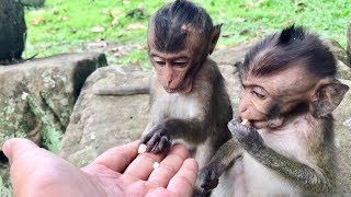 Poor Baby Monkey Lori Eat Special Food So Much, Special Gift To Poor Baby Lori.