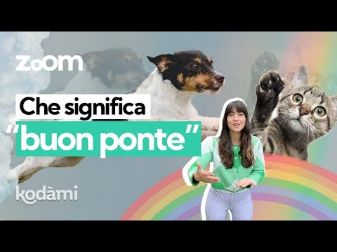 Video: 10 segni Il tuo cane può essere pronto per attraversare il ponte dell'arcobaleno