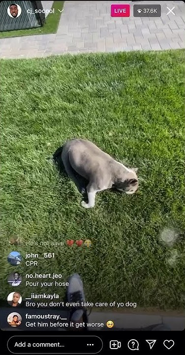 What Happened To Cj So Cool Dog Bruno CJ SO COOL’s dog rhino dies. Prayers to cj so cool and his family