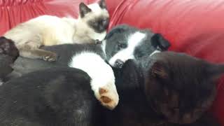 Famous The Rescue Kittens Finally Realized My Golden Retriever Would Never Hurt Them Net Worth