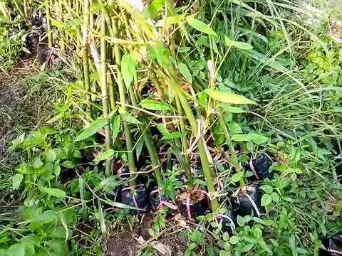 Video Bán cây giống tre điền trúc giống tre lấy măng - youtube