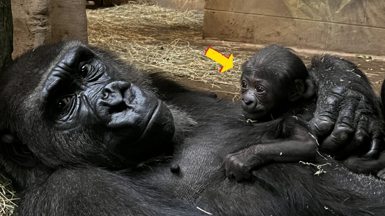 Meet Mara, the New Baby Gorilla at Columbus Zoo