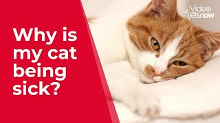 Why Your Cat is Being Sick and How to Help Them