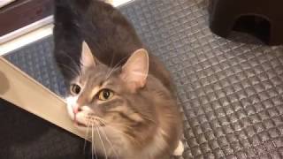 お風呂にもついてくる猫 ノルウェージャンフォレストキャット A cat that comes to the bathroom.Norwegian Forest Cat.