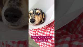 Penelope’s post surgery DAZE #dog #dachshund #puppylife #viral