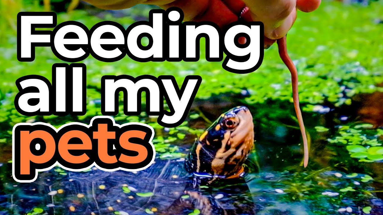 Feeding all my Animals!