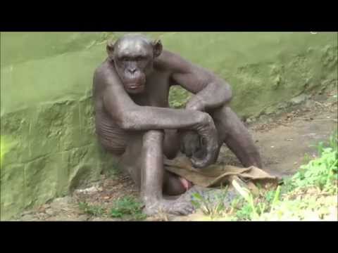 Which Monkey Is The Closest To Humans