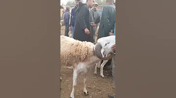 اخبار حولي عيد الاضحى 2023 