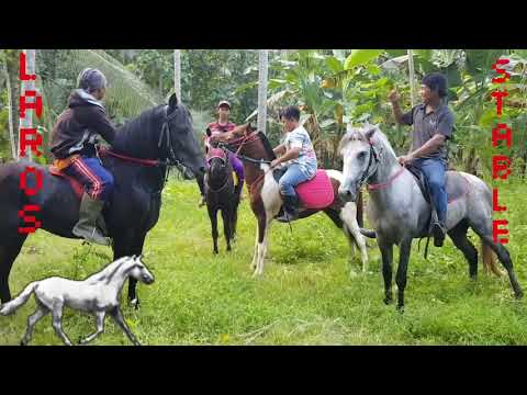 Video: Jenis Kuda Hanoverian Hypoallergenic, Kesehatan Dan Umur