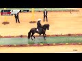 XIV Mundial CABALLOS 49 a 60 meses PASO FINO