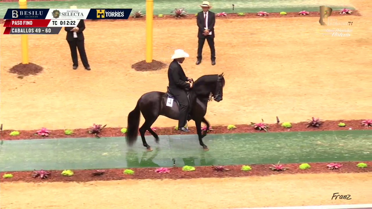 XIV Mundial CABALLOS 49 a 60 meses PASO FINO