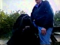 Newfoundland dogs 35 of them 2001