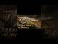 The Crocodile's 'Immortal' Lie: What Are They Hiding for 2 Billion Years