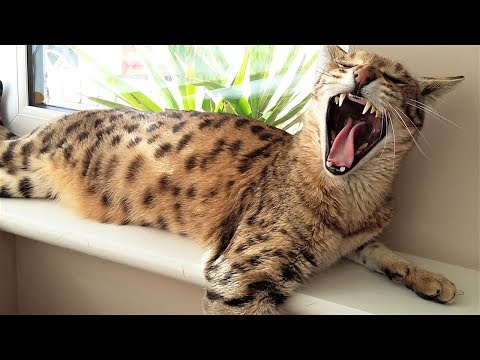 5 Reasons for NOT OWNING a F2 Savannah cat