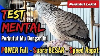 Perkutut Lokal Gacor Suara Besar Speed Rapat dan Power Full