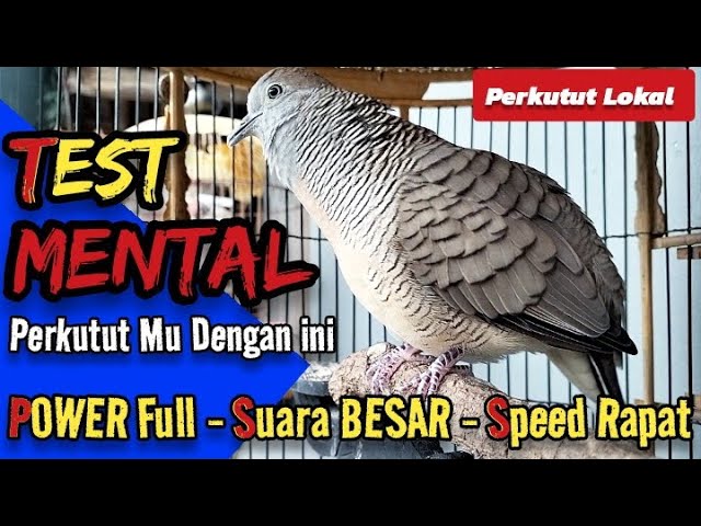 Perkutut Lokal Gacor Suara Besar Speed Rapat dan Power Full class=