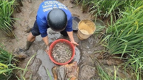 Giải cứu cá rô đồng mắc cạn (T41) 