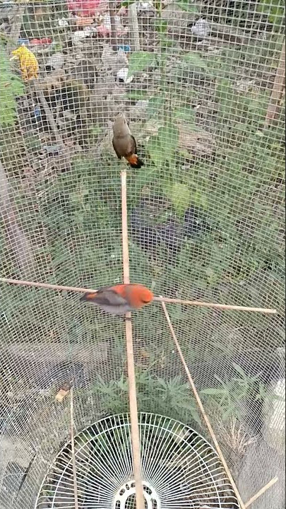 Burung cabe merah kemade