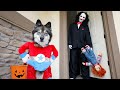 Puppy Goes Trick or Treating to the Wrong Houses!