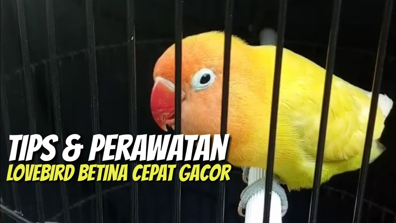 Tips dan perawatan lovebird betina agar cepat fighter konslet rajin