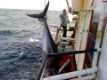 Pesca do Atum de 2.40 mts