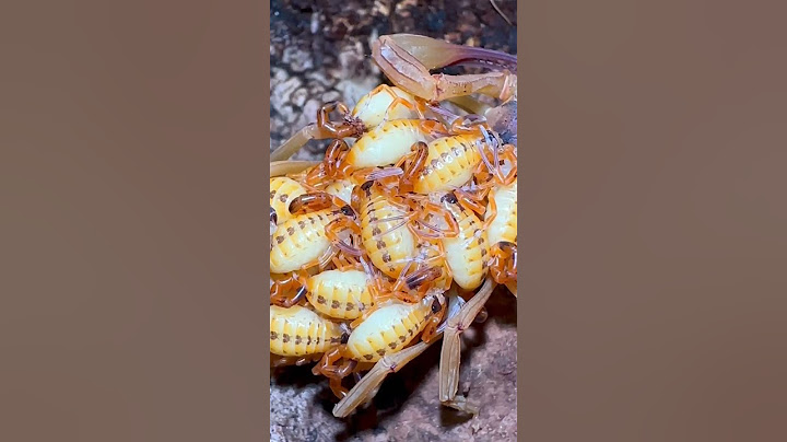 My SCORPION LITERALLY CLONED ITSELF!!!