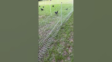 The Premier 1 poultry fence held up well against two coons entangled in it