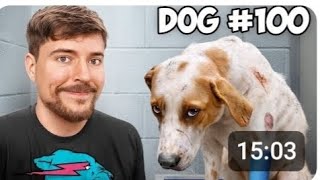 I saved 100 dogs from dying