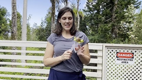 Turtle Floating Pool Thermometer