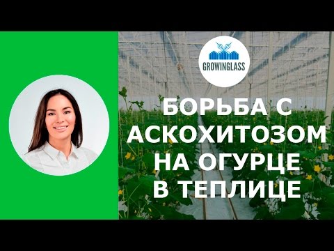 Wideo: Askochitoza Ogórka