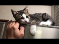母猫の甘え方にそっくりなオデコがかわいい