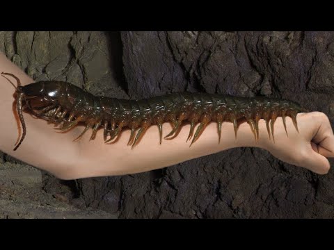 Video: Pflegeblatt für Amazonas-Baumboas (Corallus hortulanus)