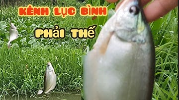 chinh phục con kênh lục bình toàn cá thác lác  31/5/2023