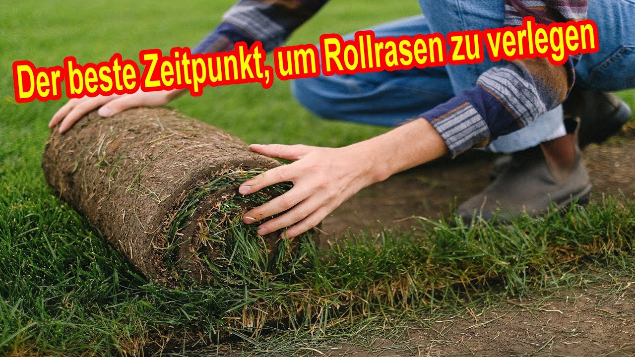 Rollrasen wann verlegen? Der beste Zeitpunkt, um Rollrasen selber zu
