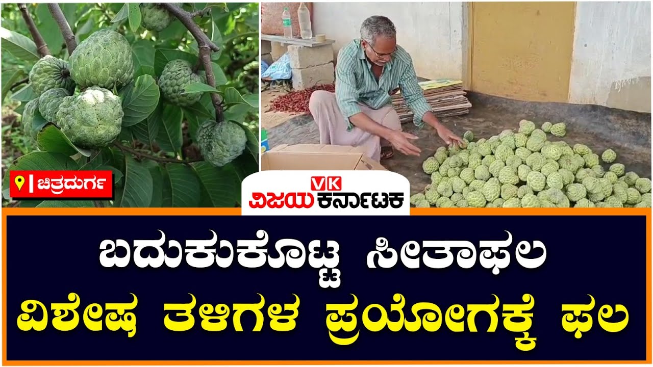 3 ವಿಶೇಷ ತಳಿಗಳ ಸೀತಾಫಲ ಬೆಳೆ, ಏಳು ದಿನ ಕೆಡುವುದು ಈ ಹಣ್ಣು! | Vijay Karnataka