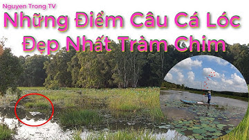 Câu cá lóc tràm chim #33. Ngày tràm chim chưa đống của.Những Điểm Câu Cá Lóc Đẹp Tại Tràm Chim