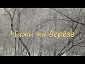 Городские птицы. Чижи на берёзе