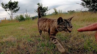 野良猫がモフられにトコトコ歩いてきた