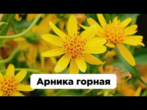 Арника горная - лечебные свойства