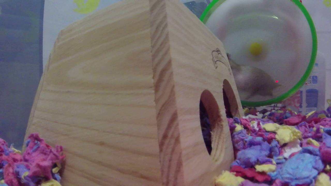 Syrian hamster in DIY bin cage (Oscar McHamster)