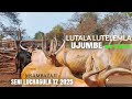 LUTALA LUTELEMLA UJUMBE WA SIASA PART 2 BY SENI LUCHAGULA TZ 2025 