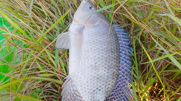 Câu cá rô phi tự nhiên - giật con cá run hết cả chân tay