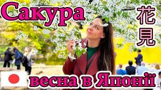 Весна в Японії: як японці насолоджуються цвітінням сакури та що таке ханамі #сакура #ханамі