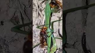 Hornet vs Praying Mantis: The Ultimate Showdown