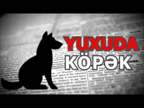 Video: Bir Köpək Nəyi Yeməli Və Nə Vaxt Yetkin It Yeməyinə Keçməli