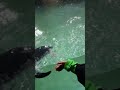 Suka banget anak anak melihat penguin #shorts #kiddos #videoshort #animals