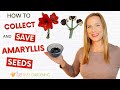 How to Collect &amp; Save Amaryllis Seeds
