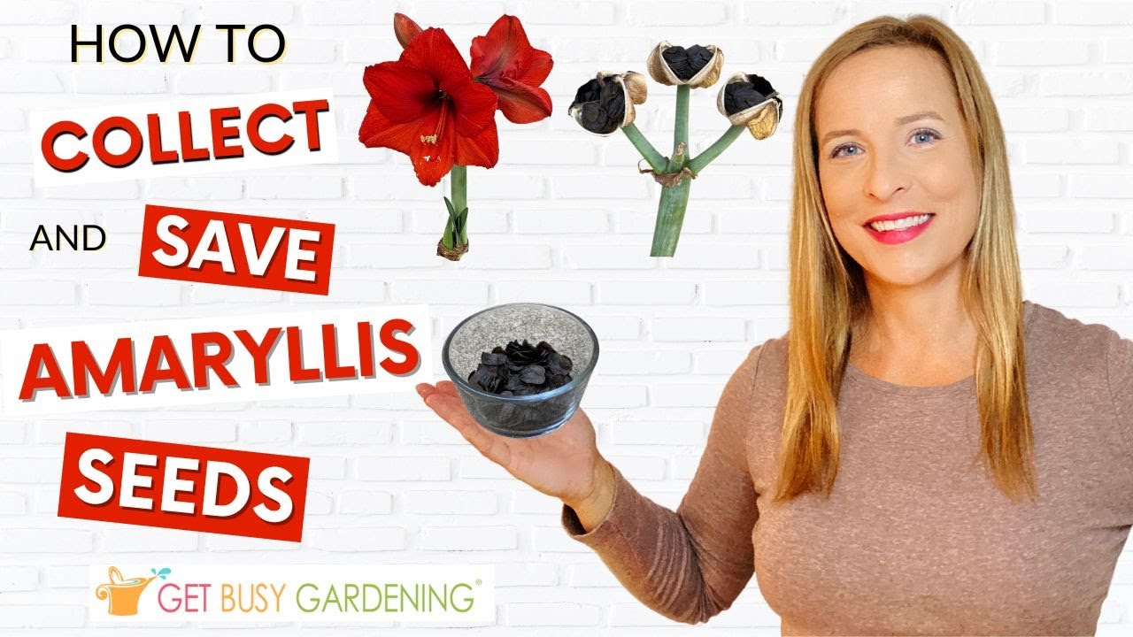 How to Collect & Save Amaryllis Seeds