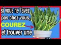 Cette plante ne devrait jamais manquer dans votre maison cest 1 trsor et vous ne le savez pas